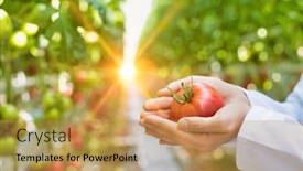  Presentation with crop - Slide set enhanced with showing fresh tomato in greenhouse background and a yellow colored foreground