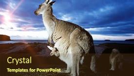  Presentation with kangaroo - PPT theme consisting of close-up-of-female-kangaroo background and a tawny brown colored foreground