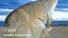  Presentation with kangaroo - Amazing slides having close-up-of-female-kangaroo backdrop and a gray colored foreground