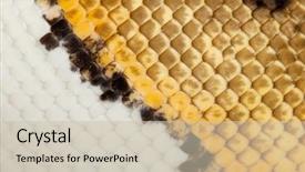  Presentation with royal - PPT layouts consisting of close-up of female pinstripe background and a soft green colored foreground