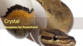  Presentation with royal - Cool new presentation theme with close-up of female pinstripe backdrop and a tawny brown colored foreground