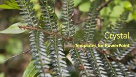  Presentation with fern - Slide deck featuring close-up of fern leaf with a ladybug shimla himachal pradesh india background and a tawny brown colored foreground