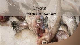  Presentation with ice - Cool new slide deck with close-up-of-fish backdrop and a mint green colored foreground