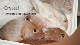  Presentation with ice - Presentation design with close-up-of-fish background and a light gray colored foreground