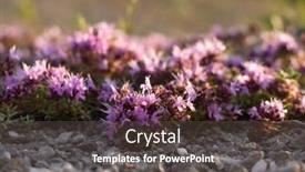  Presentation with herbs - PPT layouts with close-up-of-flowering-common background and a dark gray colored foreground