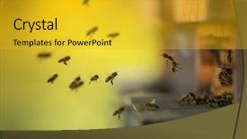  Presentation with ecology - Slides featuring close up of flying bees background and a gold colored foreground