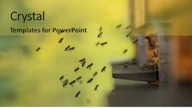  Presentation with flying - PPT theme enhanced with close up of flying bees background and a yellow colored foreground