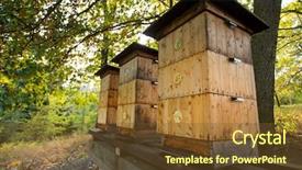  Presentation with ecology - Amazing slides having close up of flying bees backdrop and a tawny brown colored foreground