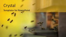  Presentation with ecology - Slides enhanced with close up of flying bees background and a gold colored foreground
