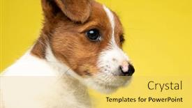  Presentation with russell - Beautiful presentation design featuring close-up-of-focused-jack backdrop and a yellow colored foreground