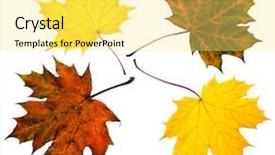  Presentation with close up dumb cane leaves - PPT theme consisting of close up of four maple background and a yellow colored foreground