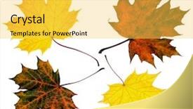  Presentation with close up dumb cane leaves - Amazing PPT theme having close up of four maple backdrop and a yellow colored foreground