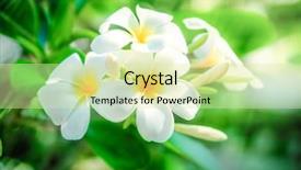  Presentation with frangipani flowers - Colorful PPT layouts enhanced with close up of frangipani flowers backdrop and a soft green colored foreground