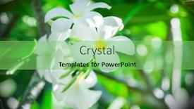  Presentation with frangipani flowers - Amazing PPT theme having close-up-of-frangipani-flowers backdrop and a seafoam green colored foreground