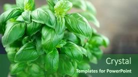  Presentation with rustic healthy - Slides consisting of close-up-of-fresh-basil background and a forest green colored foreground
