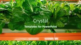  Presentation with vertical farm - Colorful PPT theme enhanced with close-up-of-fresh-bright backdrop and a forest green colored foreground