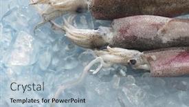  Presentation with ice - Slide set featuring close up of fresh cuttlefish on ice background and a light blue colored foreground