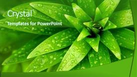 Presentation with rain water - Beautiful PPT theme featuring close-up of fresh green backdrop and a forest green colored foreground