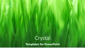  Presentation with green nature - Presentation design with close-up-of-fresh-green background and a forest green colored foreground