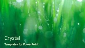  Presentation with dew - Slides consisting of close-up-of-fresh-green background and a forest green colored foreground