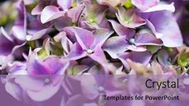  Presentation with hydrangea - Colorful presentation theme enhanced with close up of fresh hydrangea backdrop and a coral colored foreground