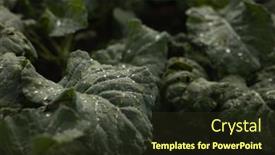  Presentation with cauliflower - Beautiful slide deck featuring close-up-of-fresh-leaves backdrop and a tawny brown colored foreground