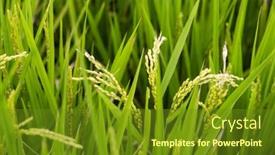  Presentation with rice paddy - Slide deck featuring close-up-of-fresh-raw background and a tawny brown colored foreground