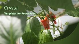  Presentation with greenhouse - Audience pleasing PPT layouts consisting of close-up-of-fresh-vegetable backdrop and a tawny brown colored foreground