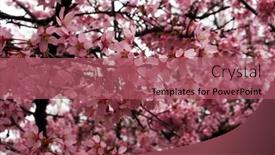  Presentation with springtime - Slide deck with many white roses grow - close up of fruit flowers background and a violet colored foreground