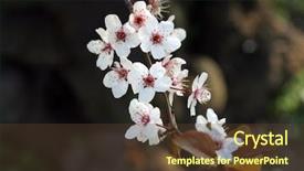  Presentation with springtime - Presentation with many white roses grow - close up of fruit flowers background and a tawny brown colored foreground