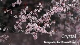  Presentation with springtime - Slides consisting of many white roses grow - close up of fruit flowers background and a dark gray colored foreground