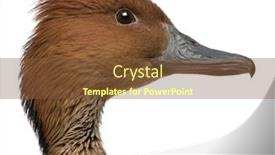  Presentation with duck - Colorful theme enhanced with close-up-of-fulvous-whistling backdrop and a tawny brown colored foreground