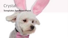  Presentation with bunny - Amazing slide set having close up of funny and stylish bichon looking to side while being dressed as an easter bunny backdrop and a lemonade colored foreground