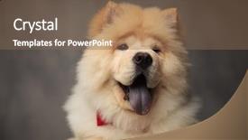  Presentation with red marble pattern wallpaper blue - Slides enhanced with close up of furry chow background and a violet colored foreground