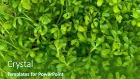  Presentation with garden - Theme enhanced with close-up-of-garden-cress background and a forest green colored foreground