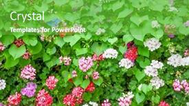  Presentation with geranium - Colorful PPT theme enhanced with close up of geranium backdrop and a shamrock green colored foreground