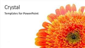  Presentation with daisy - Presentation theme enhanced with close up of gerber daisy over white background and a white colored foreground