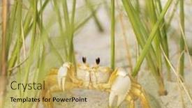  Presentation with ghost - Beautiful theme featuring close up of ghost crab on beach backdrop and a yellow colored foreground