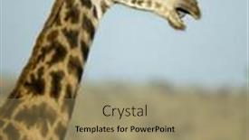  Presentation with serengeti africa - Presentation enhanced with close-up-of-giraffe background and a coral colored foreground