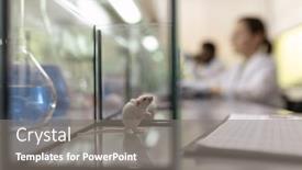  Presentation with lab mouse - Cool new PPT layouts with close-up-of-glass-box backdrop and a gray colored foreground