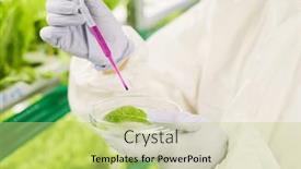  Presentation with petri dish - Presentation theme enhanced with close-up-of-gloved-hands background and a  colored foreground