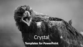  Presentation with mongolian - Theme enhanced with close-up-of-golden-eagle background and a dark gray colored foreground