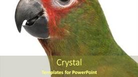  Presentation with golden - Beautiful PPT theme featuring close-up-of-golden-fronted backdrop and a tawny brown colored foreground