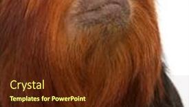  Presentation with golden lion tamarin - PPT theme consisting of close-up-of-golden-headed background and a tawny brown colored foreground