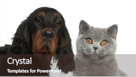  Presentation with british - Cool new theme with close-up of gordon setter backdrop and a tawny brown colored foreground