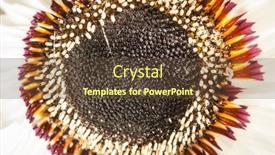  Presentation with daisy - Slides featuring close-up-of-graceful-white background and a tawny brown colored foreground