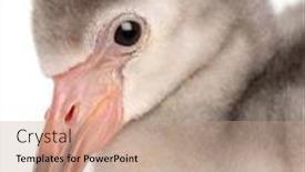  Presentation with old days - Theme with close-up-of-greater-flamingo background and a coral colored foreground
