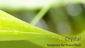  Presentation with green leaf water drops - 
