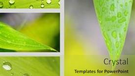  Presentation with green leaf water drops - 