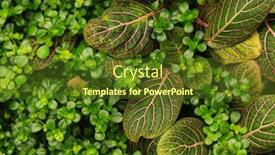  Presentation with green leaf - PPT theme enhanced with close-up-of-green-leaf background and a tawny brown colored foreground